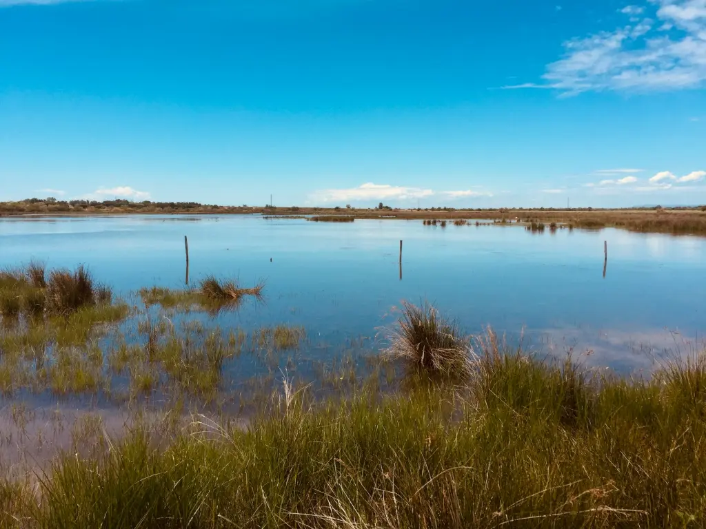 green grass near body of water during daytime