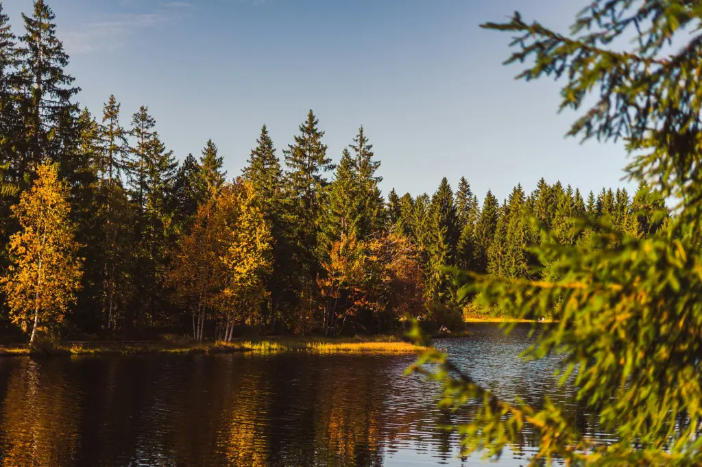 a body of water with trees around it