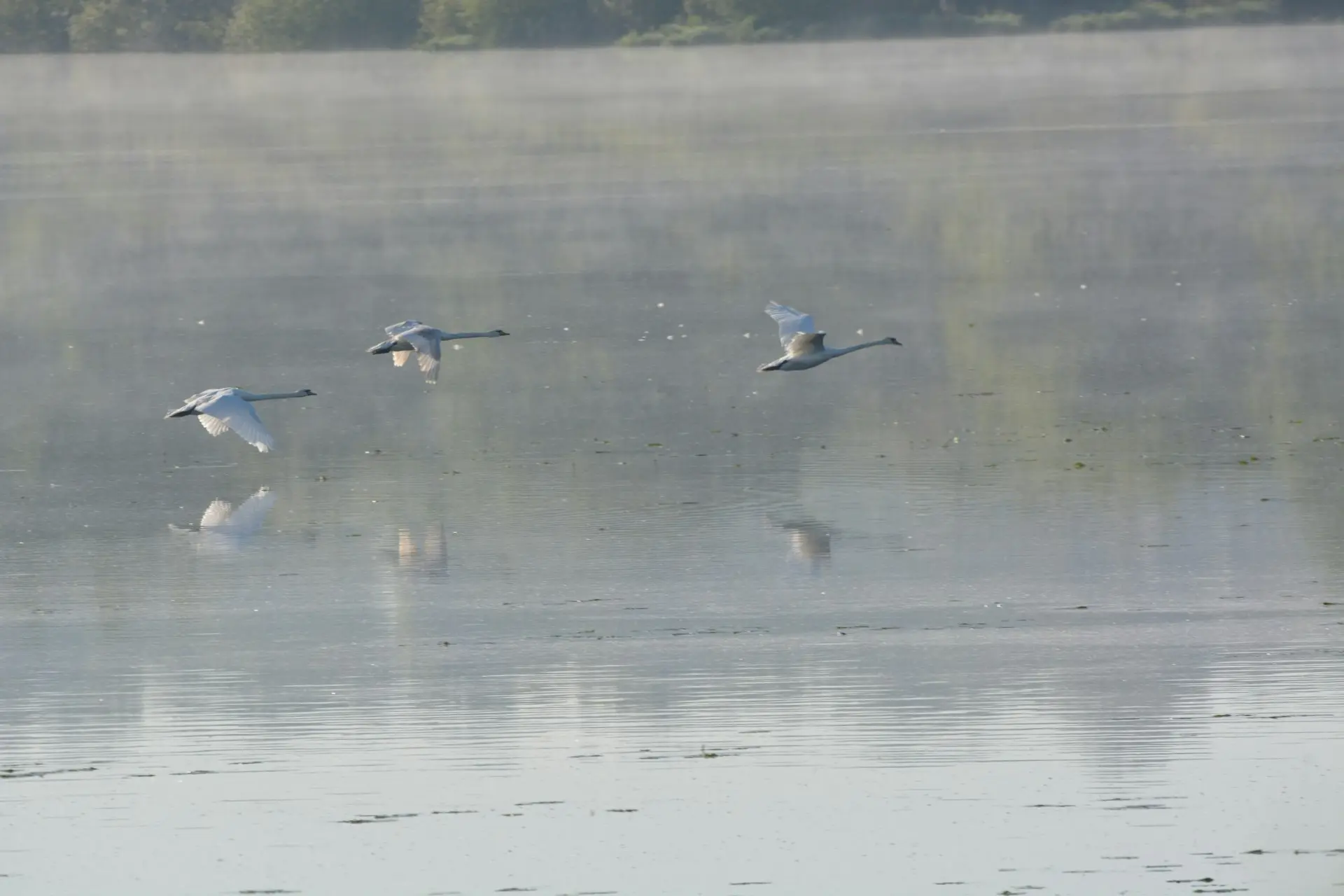 a flock of birds flying over a body of water